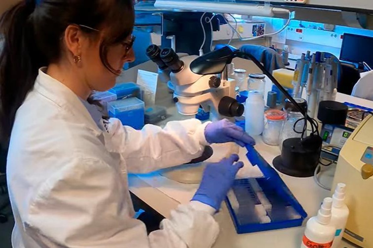 'Hacia un ensayo clínico con terapia génica SPG52'