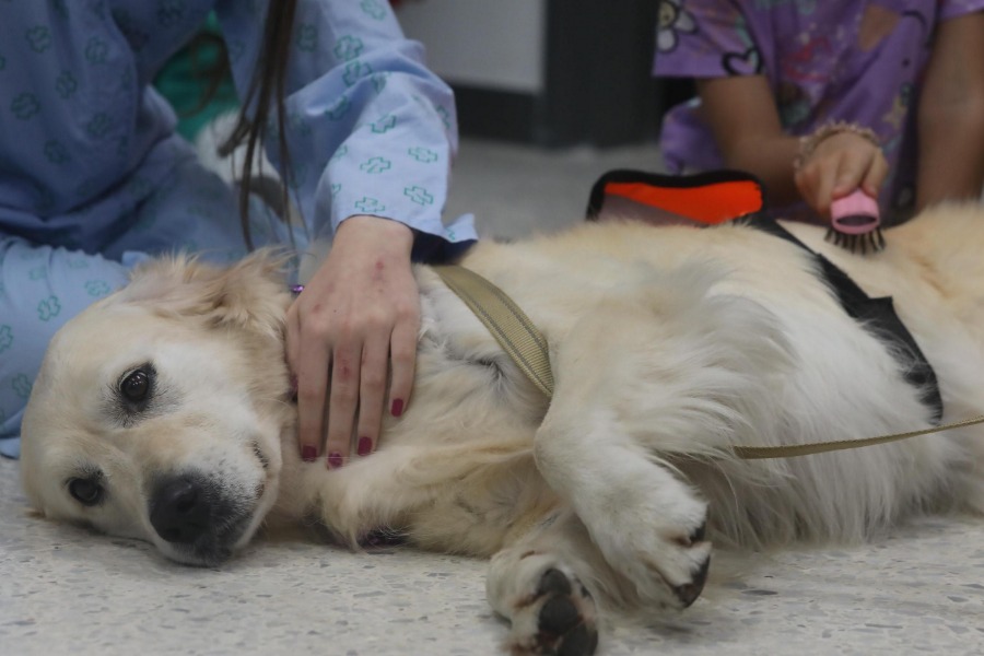 Programa de terapia con perros para niños con enfermedades de larga duración, crónicas o terminales